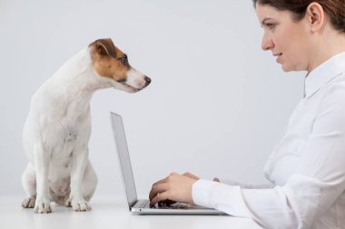 Masada Jack Russell Terrier köpeğiyle laptopta çalışan beyaz bir kadın.