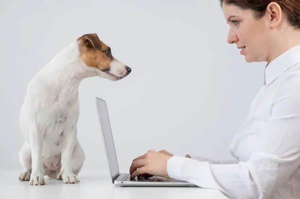 Белая Женщина Работает Ноутбуке Собакой Терьером Джеком Расселом Столе — стоковое фото