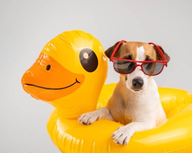 Köpek Jack Russell Terrier, güneş gözlüklü, beyaz arka planda şişirilebilir yuvarlak ördekli.