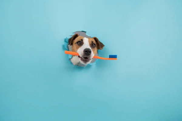 Die Schnauze Eines Jack Russell Terriers Ragt Durch Ein Loch — Stockfoto