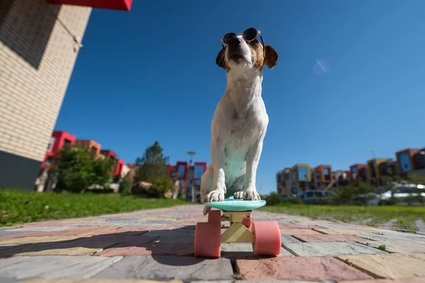 Jack Russell Terrier Hund Mit Sonnenbrille Fährt Ein Skateboard Freien — Stockfoto