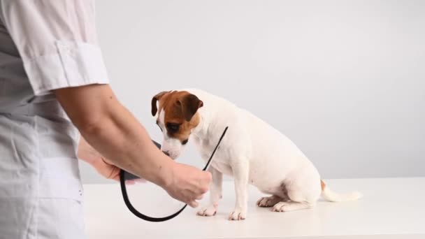 獣医師は手術後ジャック ラッセル テリアの犬にプラスチック製のコーンカラーをつけて — ストック動画