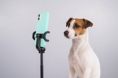 Jack Russell Terrier köpeği akıllı telefondan canlı yayın yapıyor.