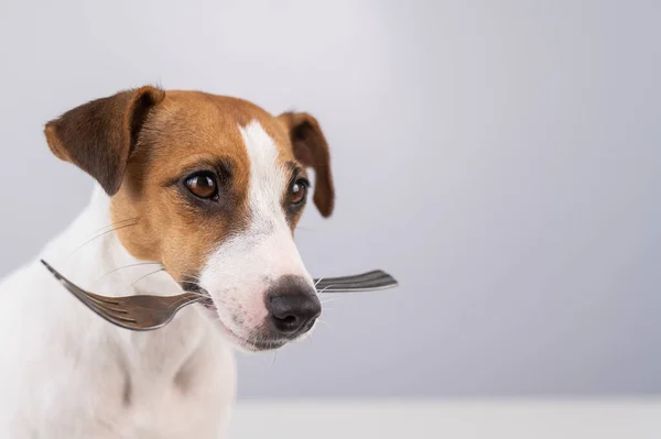 Retrato Perto Cão Jack Russell Terrier Segurando Garfo Sua Boca — Fotografia de Stock