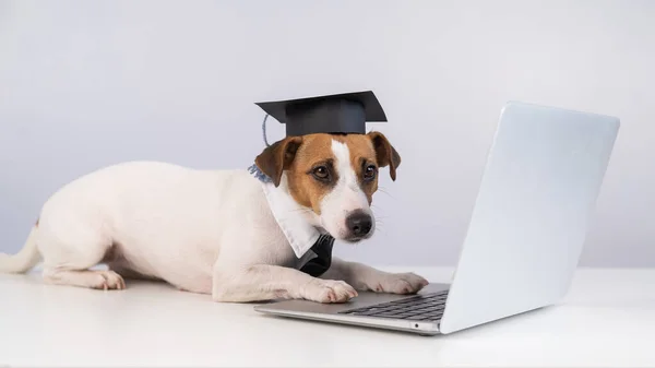 Jack Russell Terrier Hond Gekleed Een Stropdas Een Academische Pet — Stockfoto