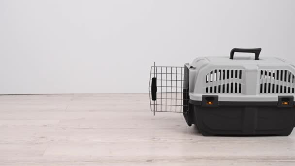 Jack Russell Terrier Pies Wchodzi Klatki Transportowej — Wideo stockowe