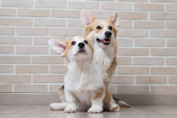 Pembroke Corgi Mom Puppy Background Brick Wall Dog Family — Stock Photo, Image