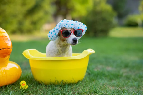 Cane Jack Russell Terrier Una Cuffia Doccia Occhiali Sole Bagno — Foto Stock