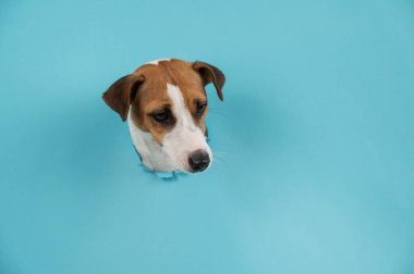 Kağıt mavisi arka planda bir delikten komik köpek ağızlığı. Boşluğu kopyala