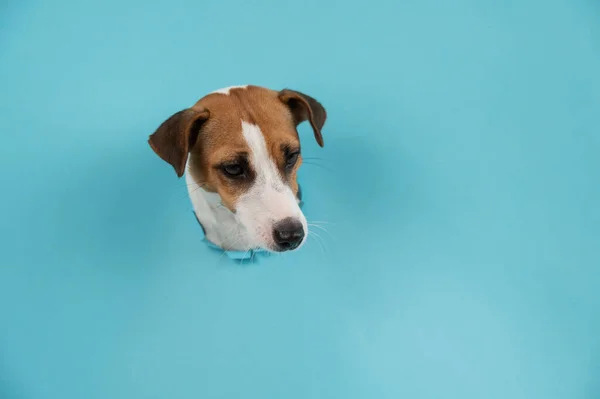 Funny dog muzzle from a hole in a paper blue background. Copy spase