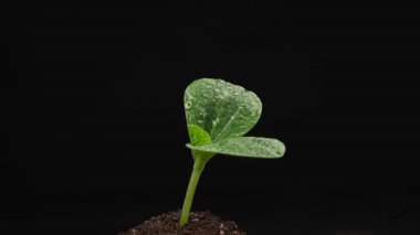 Kabak, siyah arka planda dönen su damlalarında filizlenir.