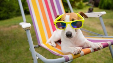 Jack Russell güneş gözlüklü teriyer köpeği dinleniyor. Yaz tatili kavramı