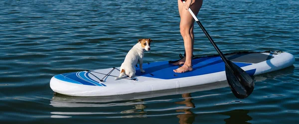 Chien Jack Russell Terrier Nage Sur Planche Avec Propriétaire Une — Photo