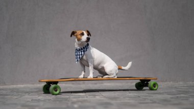 Ekose bandana giymiş Jack Russell Terrier köpeği uzun tahta bir arabaya biniyor.