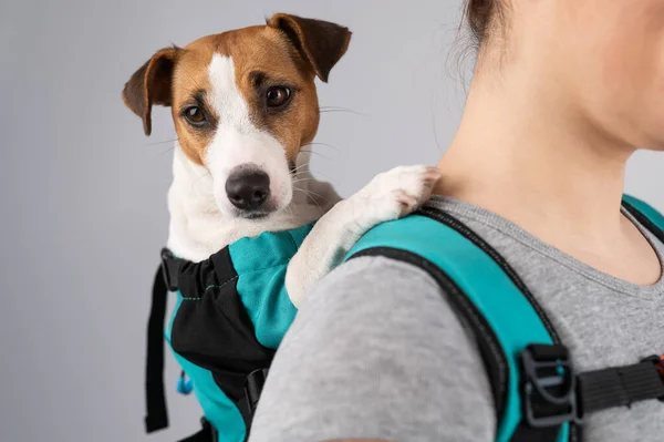 Caucásico Mujer Lleva Jack Russell Terrier Perro Mochila — Foto de Stock