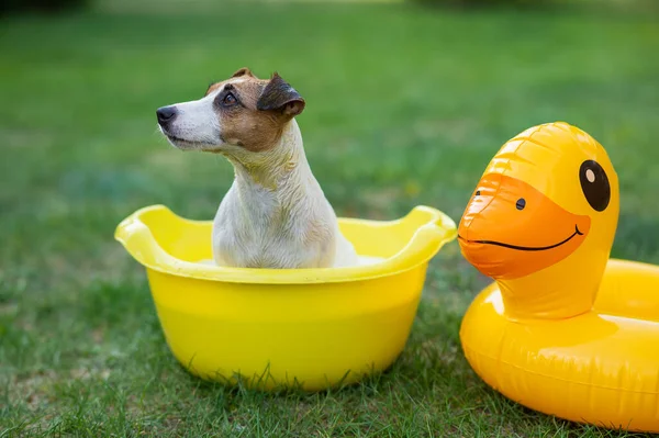 Cane Jack Russell Terrier Lava Bacino Giallo Nel Cortile — Foto Stock