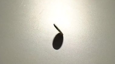 Bozuk para beyaz arkaplanda yavaş çekimde dönüyor