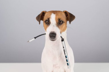 Jack Russell Terrier köpeği bizi ağzında tutuyor.