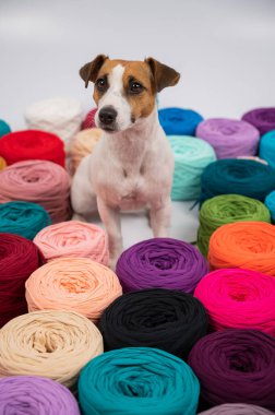 Jack Russell Terrier 'ın çok renkli pamuklu köpeğinin yakın çekimi.