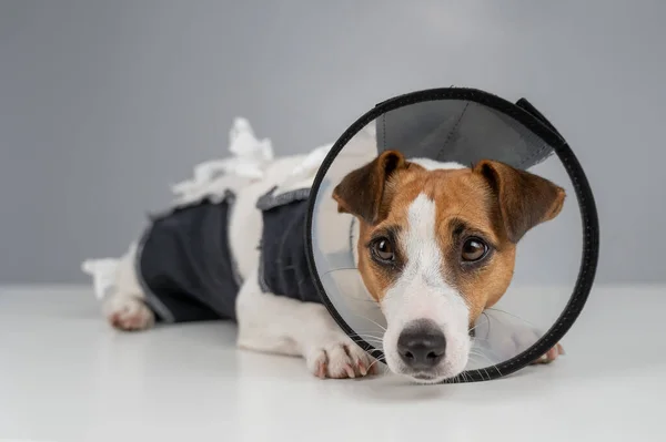 Cão Triste Jack Russell Terrier Cobertor Uma Coleira Cone Após — Fotografia de Stock