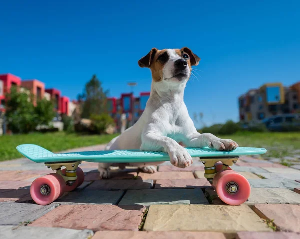 ジャック ラッセル テリア ドッグは暑い夏の日にスケートボードを屋外で乗ります — ストック写真