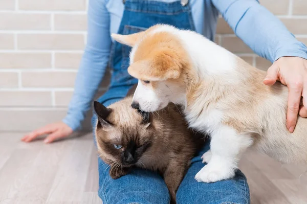 고양이와 웨일스어 강아지를 — 스톡 사진