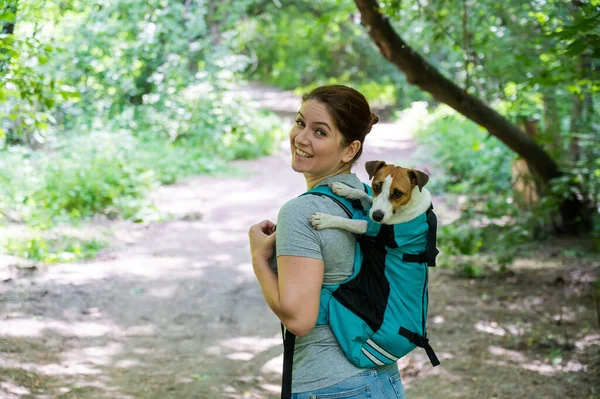 Caucásico Mujer Caminando Aire Libre Con Gato Perro Russell Terrier — Foto de Stock