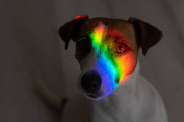 Jack Russell Terrier köpeğinin namlusunda gökkuşağı ışınları