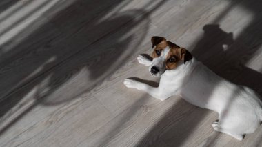 Jack Russell teriyer köpeği ahşap zeminde. Perdelerin ve vantilatörün gölgesi.