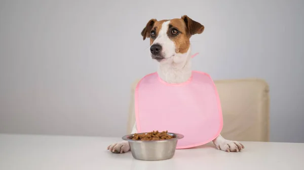 Pies Jack Russell Terrier Przy Stole Różowym Śliniaczku — Zdjęcie stockowe