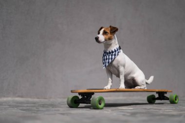 Ekose bandana giymiş Jack Russell Terrier köpeği uzun tahta bir arabaya biniyor.