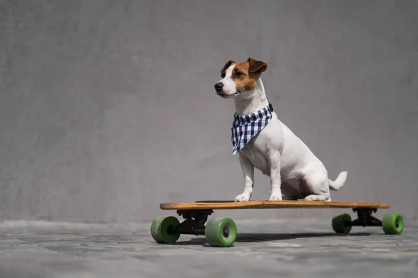 Jack Russell Terrier Pies Ubrany Kratę Bandana Jeździ Longboard — Zdjęcie stockowe