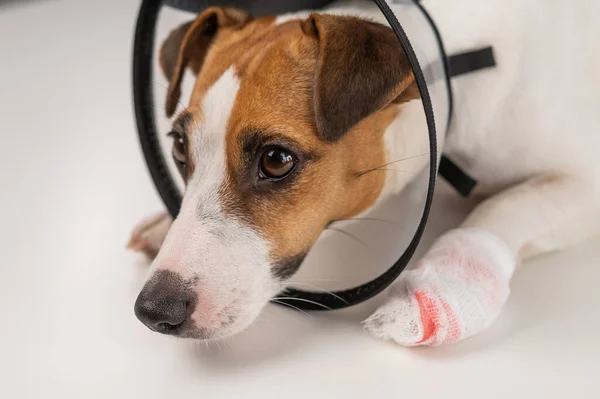 Jack Russell Terrier Hund Med Bandage Tass Kon Krage — Stockfoto