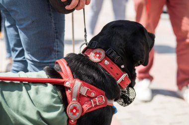 Kara Labrador kör bir adama rehber köpek olarak çalışıyor.