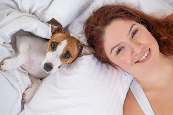 Jack Russell Terrier Hund Ligger Med Ägaren Sängen — Stockfoto
