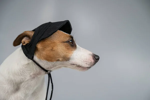 Dog Jack Russell Terrier Uma Tampa Preta Fundo Branco — Fotografia de Stock