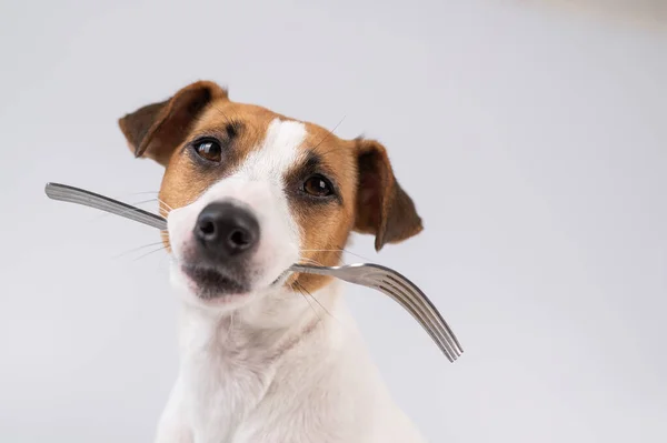 Retrato Perto Cão Jack Russell Terrier Segurando Garfo Sua Boca — Fotografia de Stock