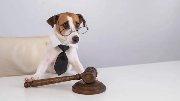 stock image A jack russell terrier dog in a tie sits behind on a chair with a judges gavel on the table