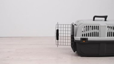 Jack Russell Terrier köpeği bir plastik taşıyıcıya çarpar.