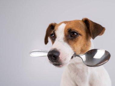 Jack Russell Terrier 'ın beyaz bir arka planda kaşığı tuttuğu bir köpeğin yakın plan portresi.