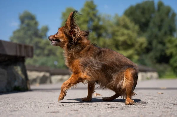 Zabawny Piesek Świeżym Powietrzu Upalny Letni Dzień Chihuahua Maxi Długowłosy — Zdjęcie stockowe