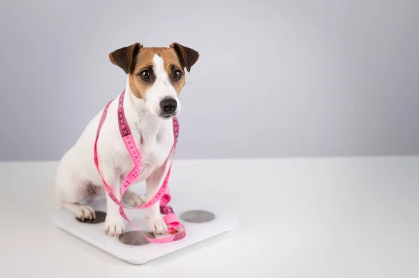 Chien Jack Russell Terrier Tient Sur Une Échelle Avec Ruban — Photo