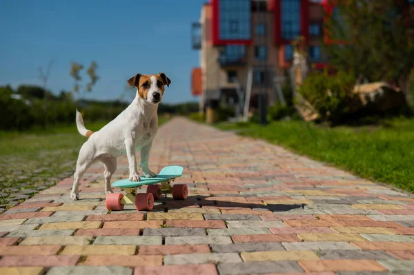 Jack Russell Terrier Pies Jeździ Tarasie — Zdjęcie stockowe