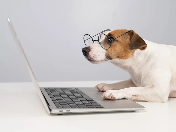 Portrait Chien Jack Russell Terrier Dans Des Lunettes Travail Sur — Photo