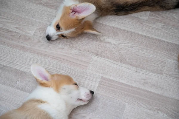 Tatlı Galli Corgi yavruları yerde uyur. Yukarıdan görüntüle