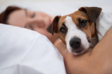 Jack Russell Terrier köpeği sahibinin yanında battaniyeye sarılı uyuyor.