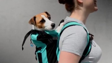 Beyaz bir kadın özel bir sırt çantasıyla köpek Jack Russell Terrier ile dışarı çıkıyor.