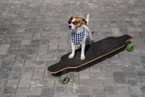 Jack Russell Terrier Dog Dressed Sunglasses Checkered Bandana Rides Longboard — Stock Photo, Image