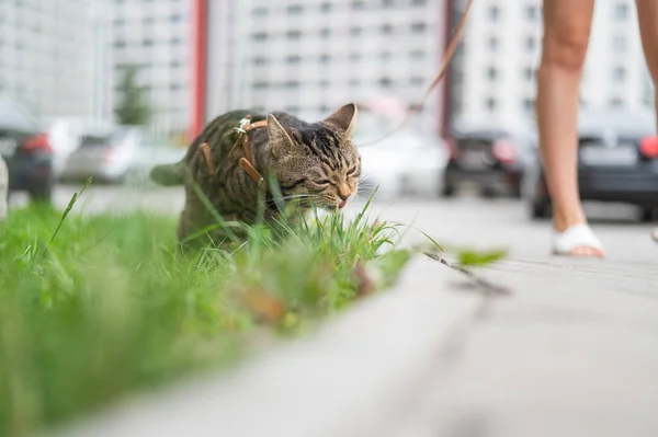 Tabby Cat Eats Green Grass While Walking Female Owner — Stock Photo, Image