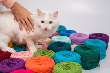 Pamuklu bir kedinin çok renkli pamuk kediler arasındaki yakın çekimi